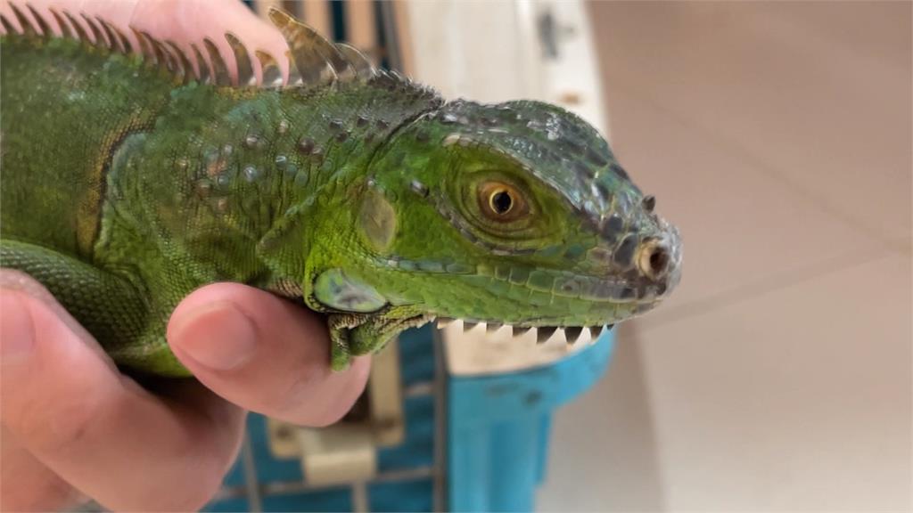 快新聞／為抓250元綠鬣蜥男子誤觸高壓電！害4大企業停擺　台電恐求償、追訴