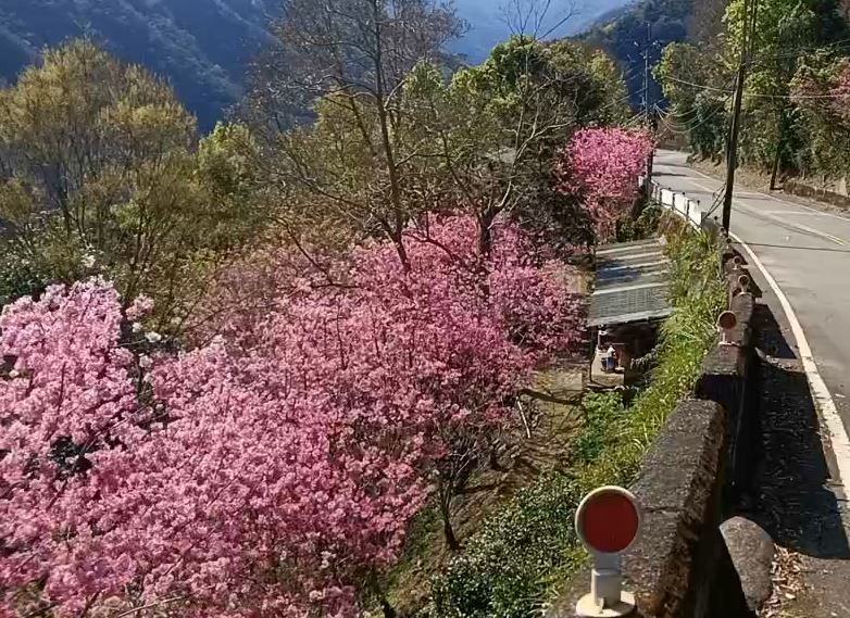 復興區北橫沿線櫻花開了 「粉色隧道」迎春天