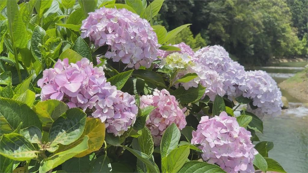 杉林溪１２萬株繡球花齊開　湧遊客上山朝聖「賞花避暑」
