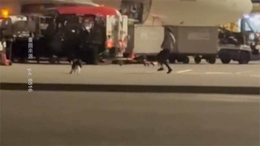邊牧「越獄」在桃機機坪狂奔 網笑翻:牠要趕飛機