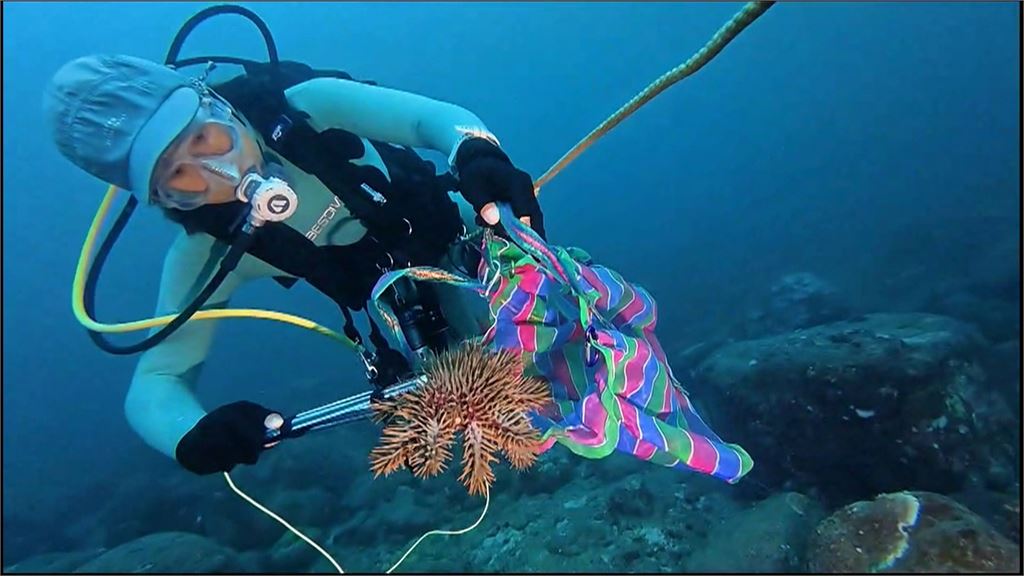 澎湖七美島珊瑚保衛戰　棘冠海星大爆發釀生態浩劫