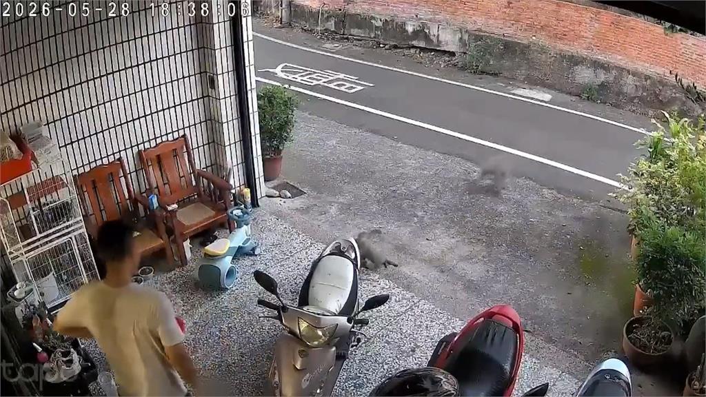 侵門踏戶! 林內鄉獼猴入侵便溺.威脅攻擊人