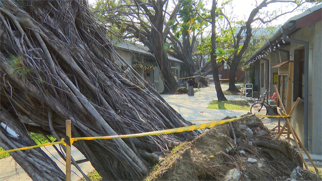 獨家／高雄王氏昆仲公園樹倒砸磚造宿舍　獨立書店擺攤克難營業