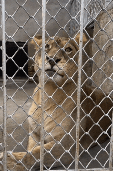 中國動物園「柯基獅」腿太短遭排擠 靠「1張圖」萌翻全網:快開放見面!