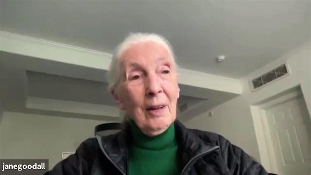 珍古德將迎90歲大壽　生日願望「多活幾年」為保育打拚