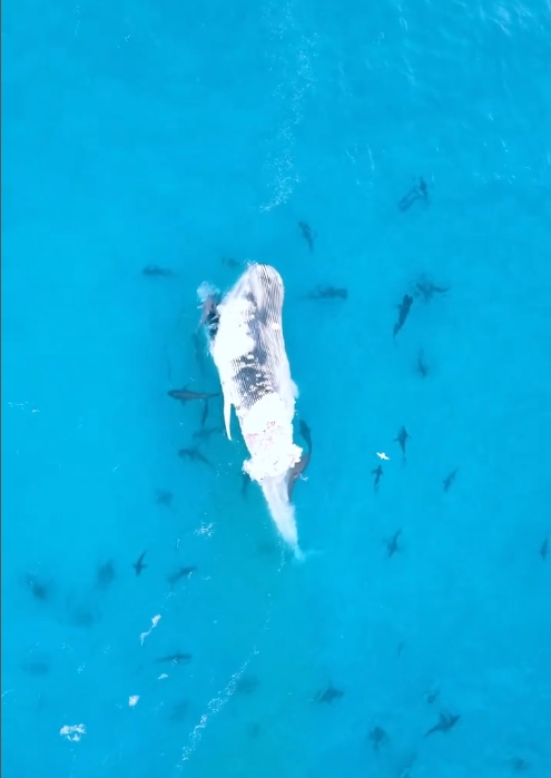 海洋奇觀！15公尺座頭鯨巨屍引逾40隻鯊魚...撕咬分食影片曝光