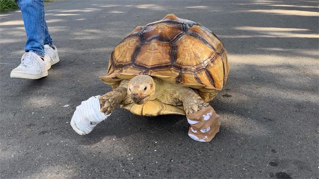 大街巧遇「穿襪龜」逛大街 飼主擔心腳受傷給烏龜穿襪子