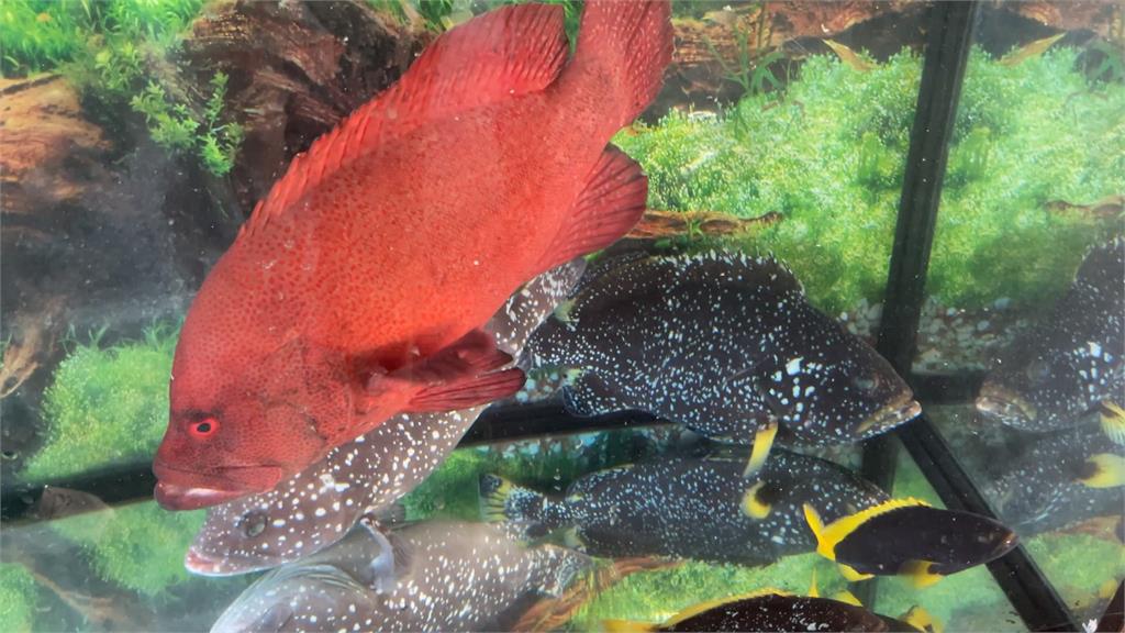戴昆財培育新品種石斑魚　從養殖到把關一條龍