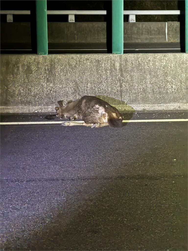 快新聞／請不要亂跑！國3高速公「鹿」死亡車禍　駕駛嚇：看到只剩5公尺...