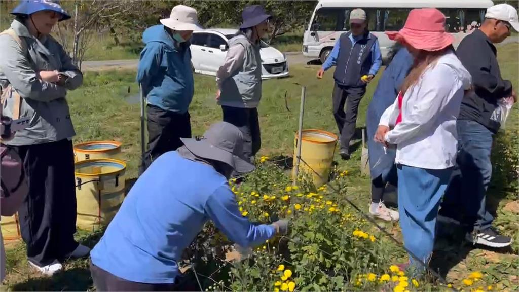武陵農場金黃杭菊毯盛開　遊客體驗「一日採菊樂」