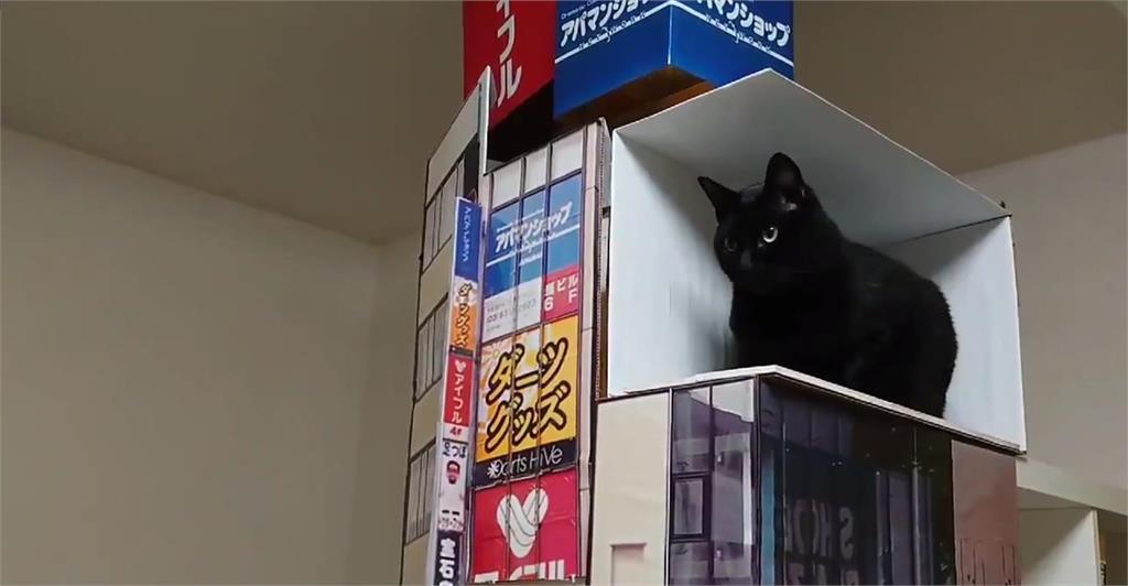 超大3D貓暴紅成東京新宿新地標！鄉民無法朝聖只好在家「還原現場」