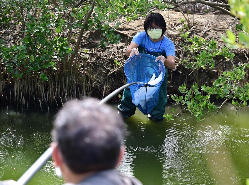 臺南黑面琵鷺棲息顯增加 重要濕地生態保育獲優等肯定