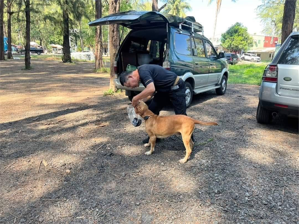 曾協尋林葉亭父親！搜救犬巴薩「遭毒蛇咬傷離世」　領犬員悲痛發聲