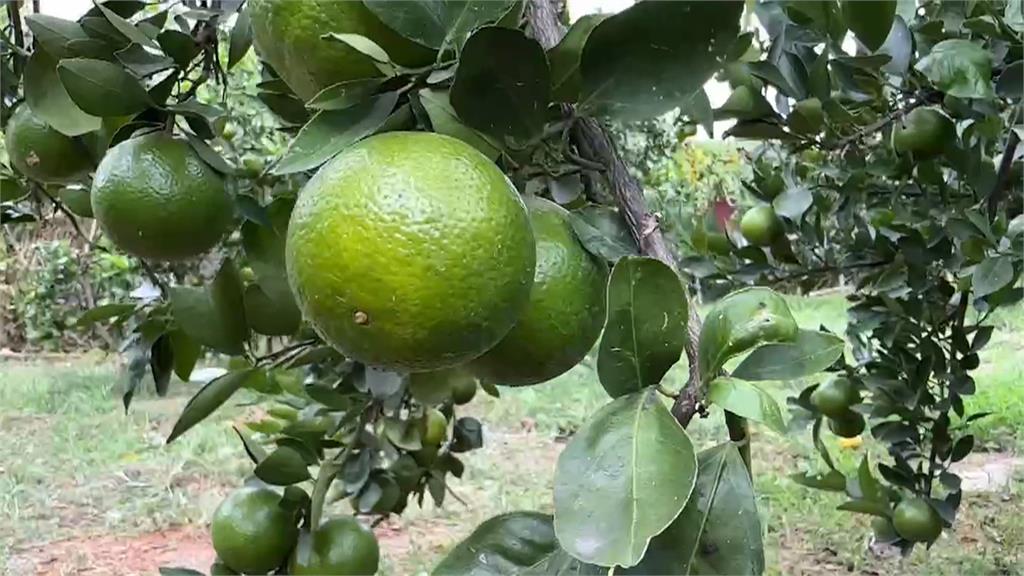 颱風衝擊農產！　彰化果農趕採收扭傷　苗栗杭菊開花率估剩4成