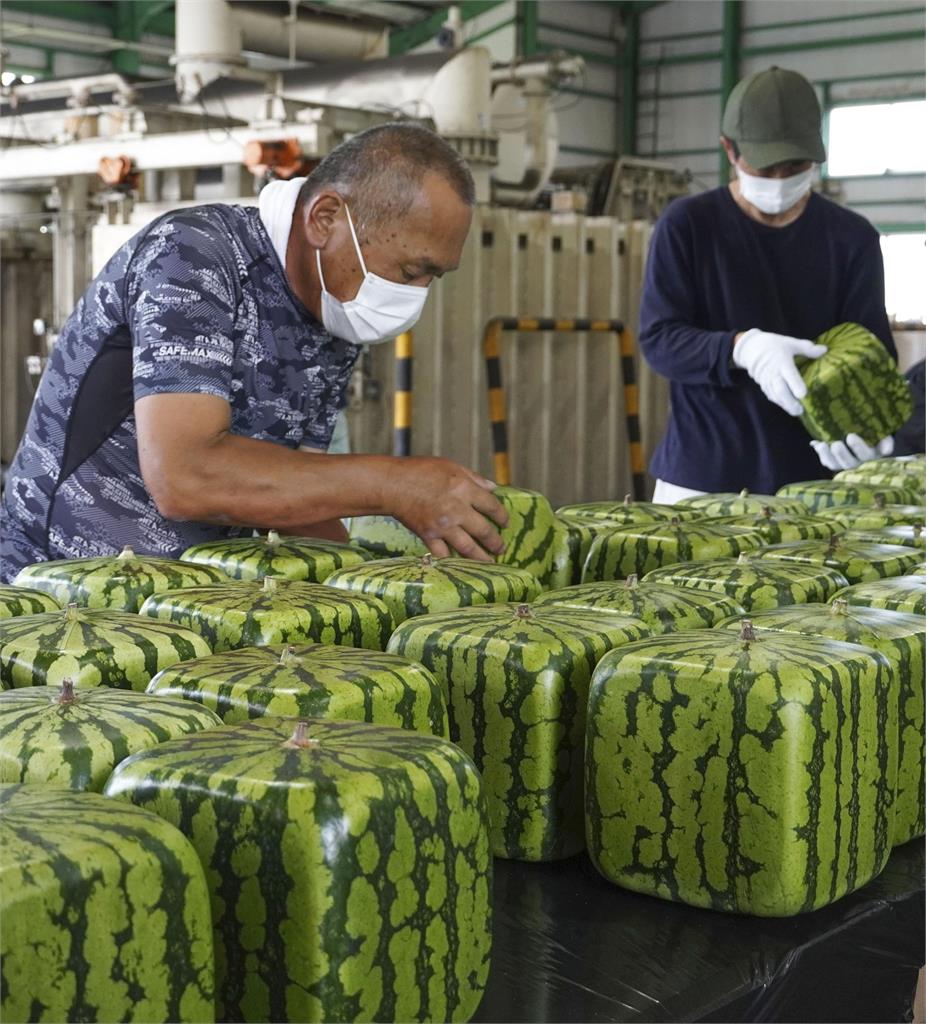 夏天就要吃西瓜　日本奇特愛心形、方形西瓜