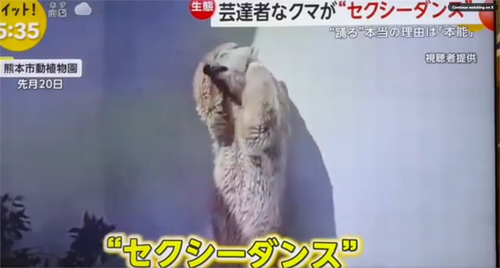 日本北極熊做「1舉動」破2千萬次觀看!神情到位影片曝…網:熊界瑪麗蓮夢露