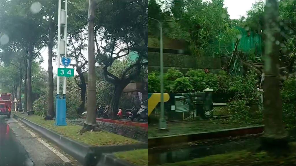 薔琵颱風侵台！台北銘傳大學「狗洞」遭倒樹覆蓋　中山北路現場畫面曝
