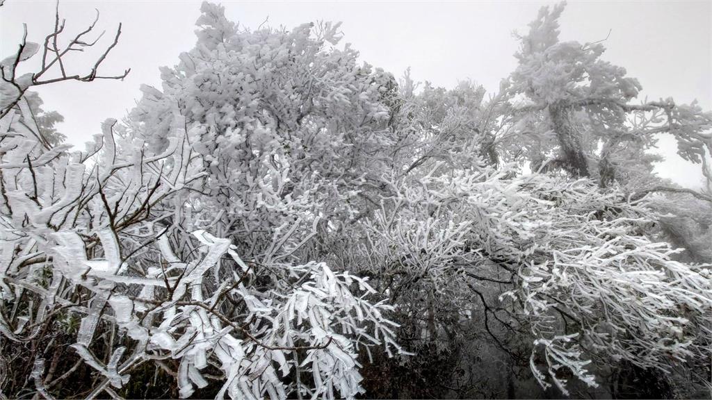 追雪族衝了! 太平山國家森林遊樂區入園人數破3千