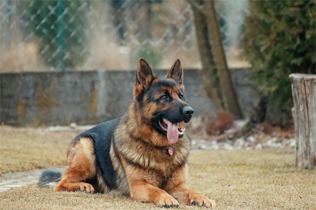 靈犬萊「金」?美男拿離世愛犬「1物」買彩券爽中160萬獎金