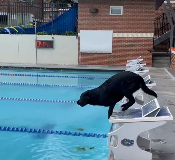  狂收「5面金牌」美泳將愛犬才是游泳高手　瑞典銀牌大讚：絕對輾壓我