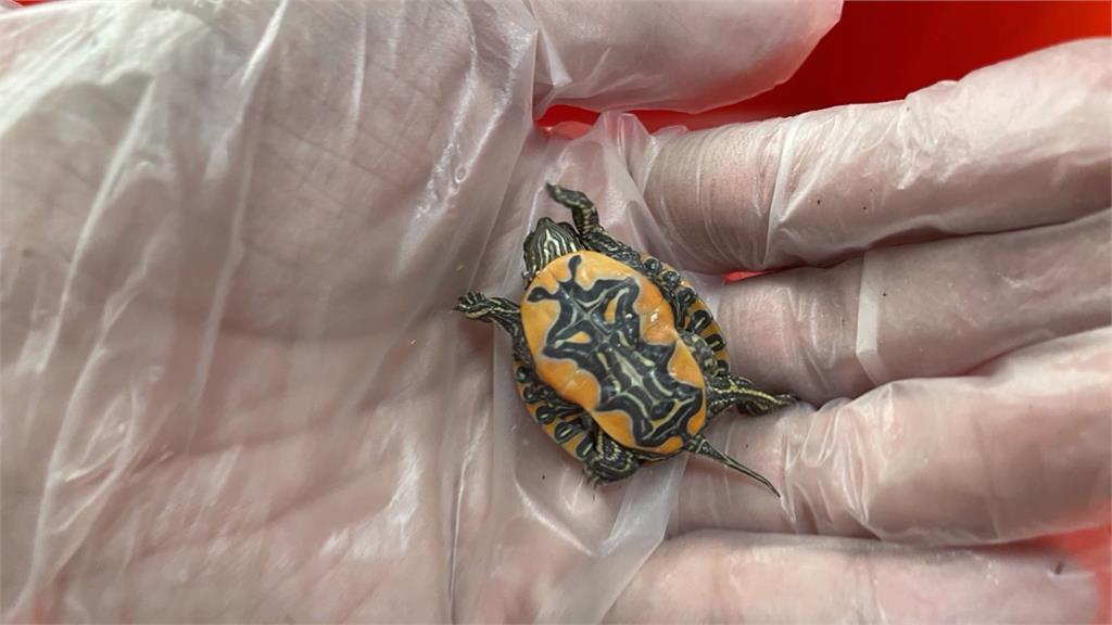 假捕魚真走私!金門海巡查獲大量香菇、烏龜、蜥蜴