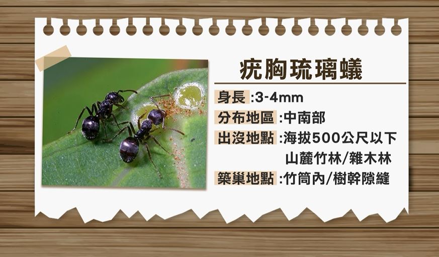 蟻群入侵新竹十八尖山步道 網友熱議整座山成大型蟻窩