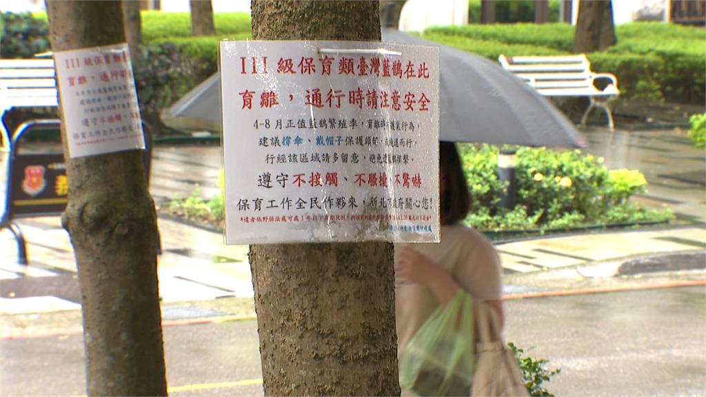 台灣藍鵲護雛鳥攻擊性強 翁手部遭攻擊當場濺血
