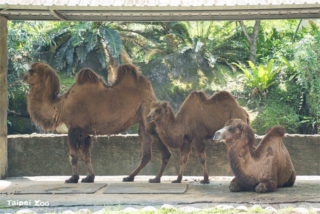 快新聞/台北動物園換季大作戰! 灰狼、梅花鹿、駱駝「夏日限定」造型曝