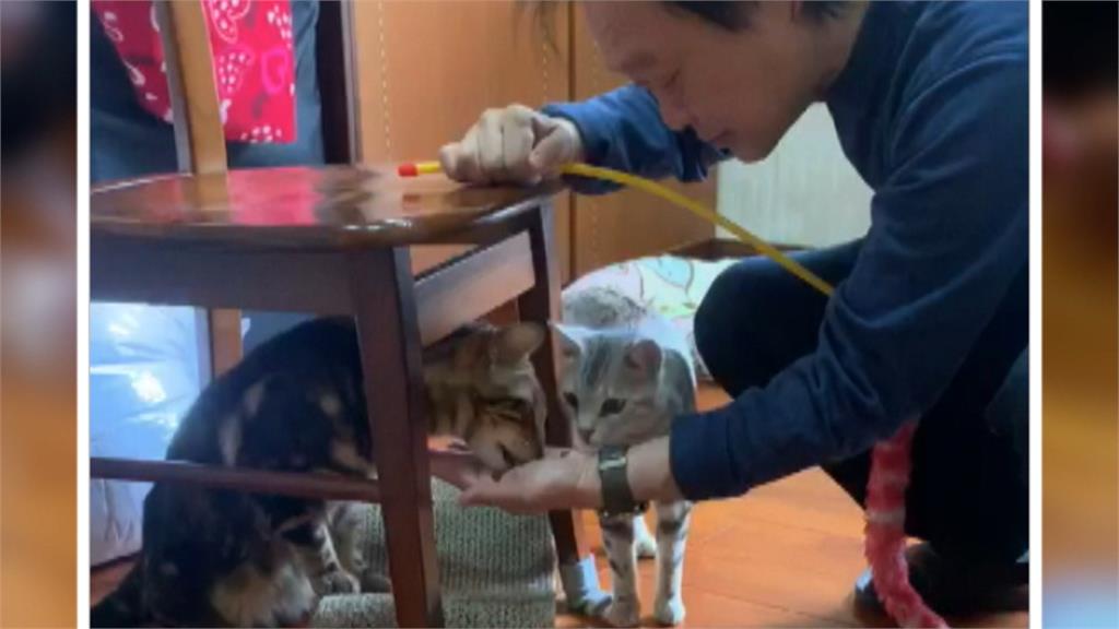 王世堅帶傷質詢額頭貼OK繃 親揭真凶:我還跟牠們道歉