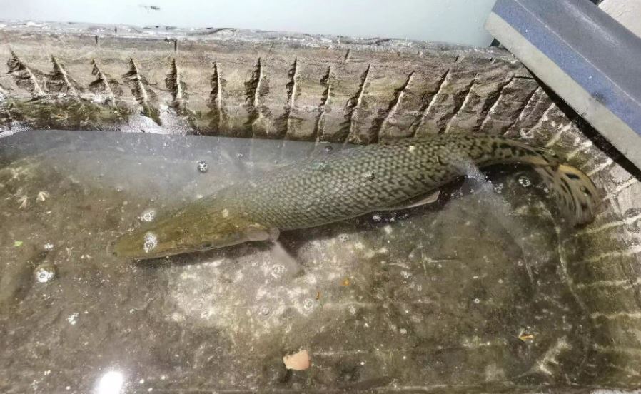 社區景觀水池驚見半米「鱷魚」？超兇猛外來魚種讓人看傻眼