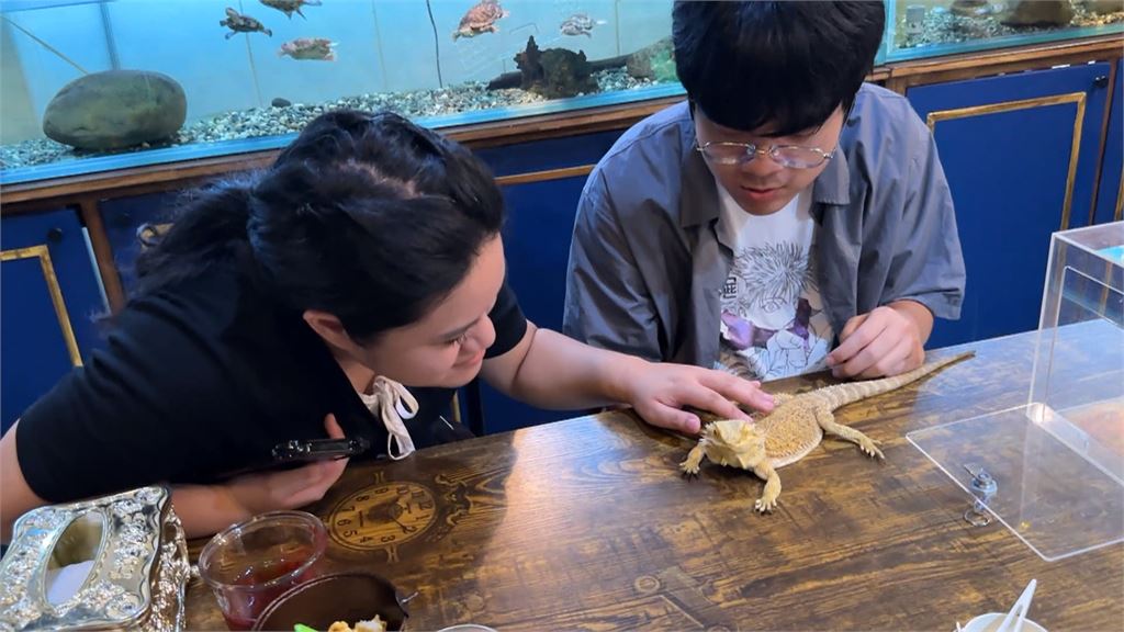 獨家／狐獴.蜥蜴陪你吃午餐！　台中首家「特寵餐廳」曝光