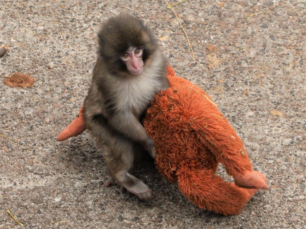 「玩偶小猴」Panchi暴紅癱瘓動物園！爭議網紅「砸700多萬收購」網怒嗆…