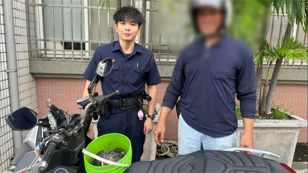 暴雨魚池淹水！烏龜大軍逃家闖馬路　警民合作找回３０隻