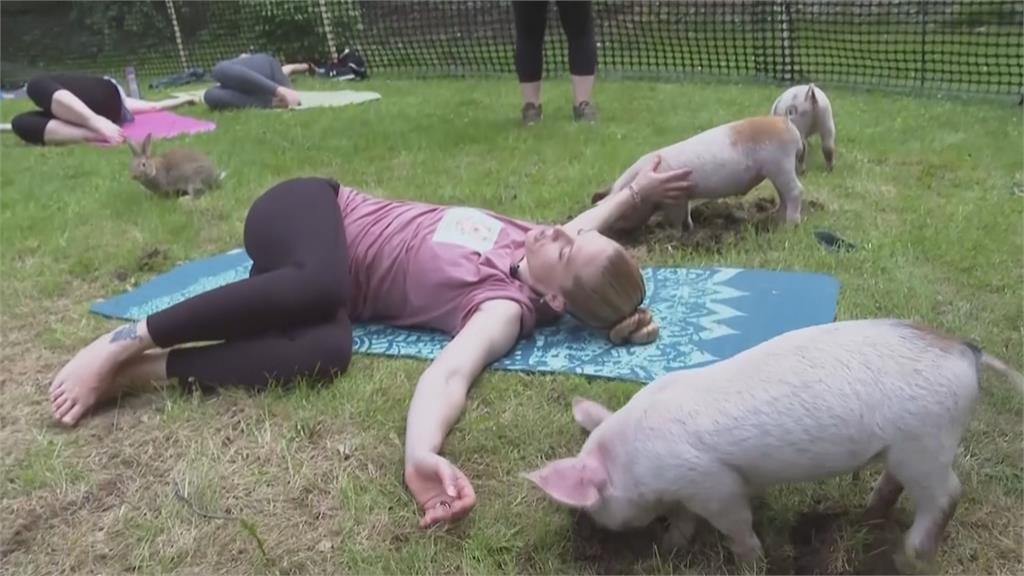 美國瑜伽教室推「小豬瑜伽課」　三隻小豬陪伴學員上課