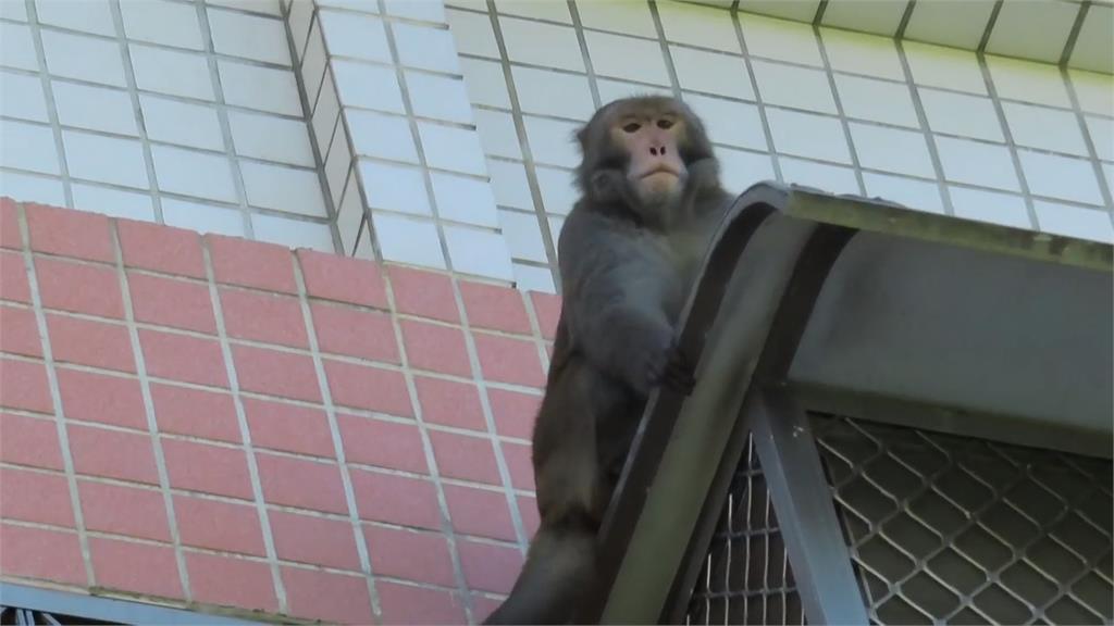 花蓮市區出現獼猴 攀爬社區國宅「看風景」
