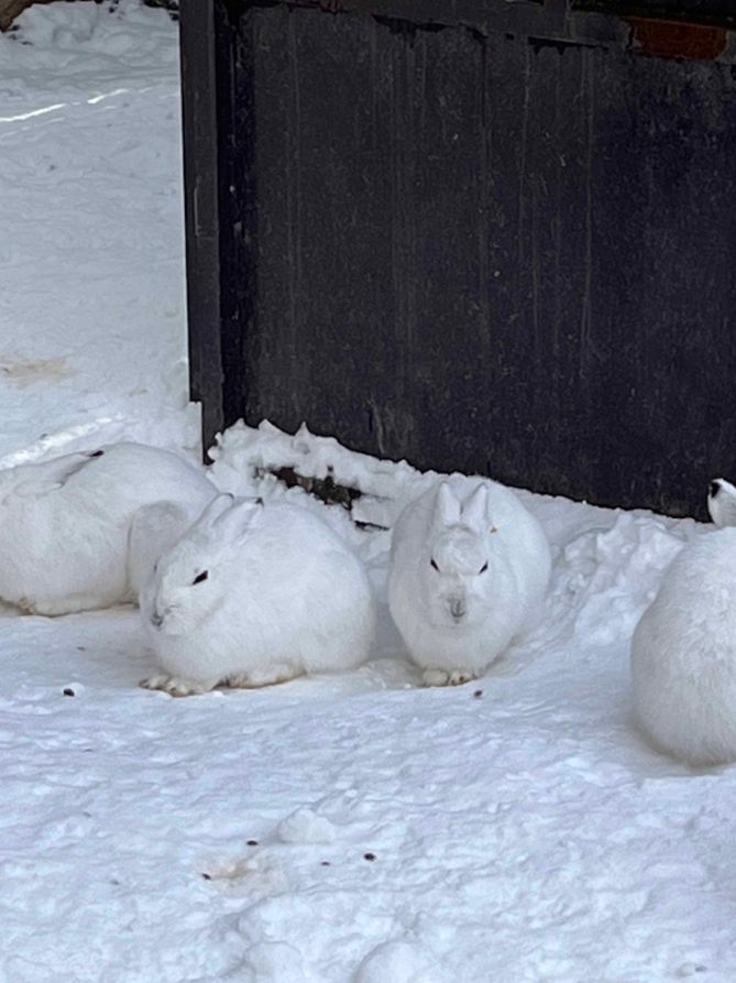 北海道雪兔