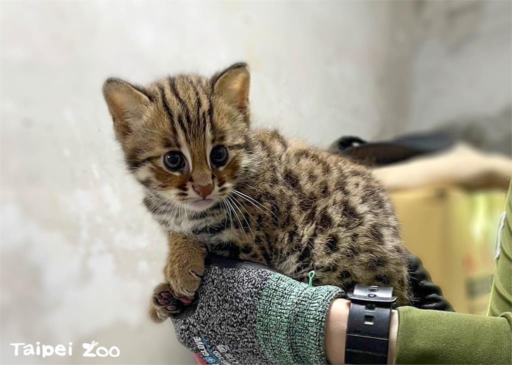 快新聞／台北市立動物園石虎復育再傳捷報！　「春捲」產龍鳳胎萌樣曝