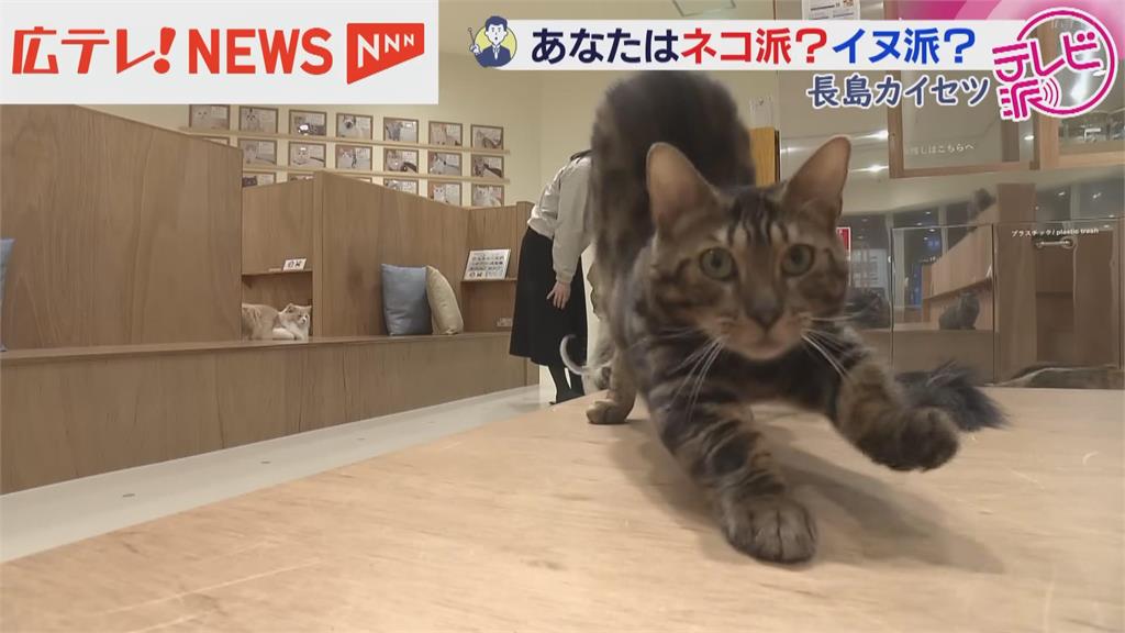 貓奴看過來！喵星人魅力無窮　２／２２定為日本「貓咪日」