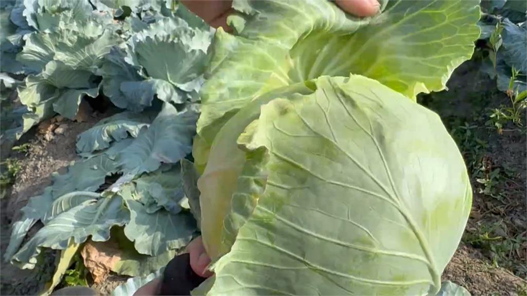 「鳳凰颱風」飛來了! 高麗菜開放10元自採民眾趁機囤菜