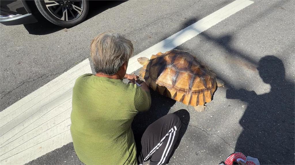 大街巧遇「穿襪龜」逛大街 飼主擔心腳受傷給烏龜穿襪子