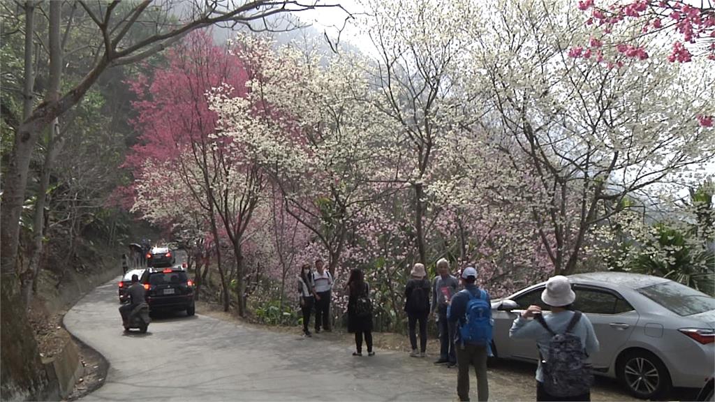 草嶺賞櫻路上整排車輛違停 人車爭道危險!警加強取締