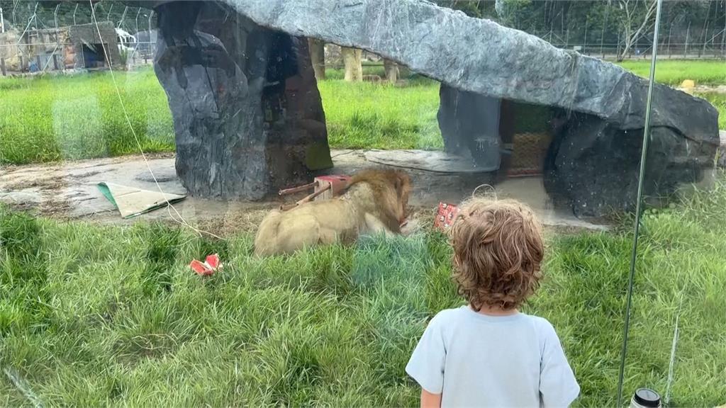 哥倫比亞動物園佈置「耶誕裝置」　專家：有助動物身心健康