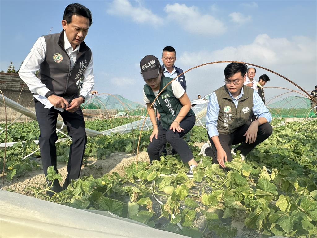 快新聞/台南洋香瓜、胡麻受損慘重 林俊憲籲:農糧署加速災損審查