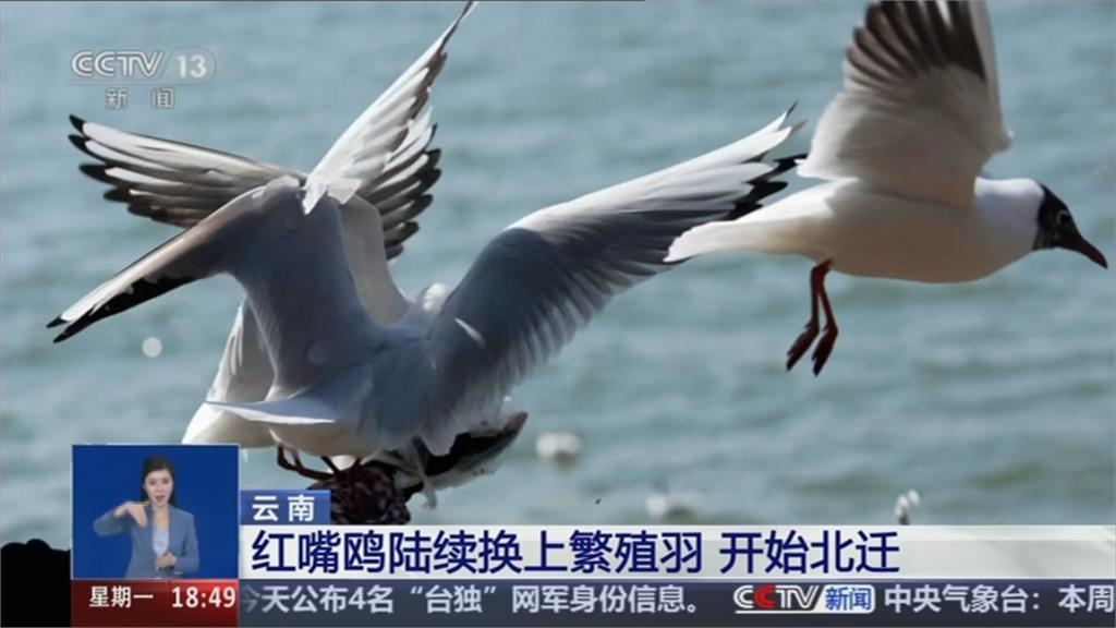 紅嘴鷗春天遷徙中國雲南撫仙湖 遊客為拍照「強抓」惹議