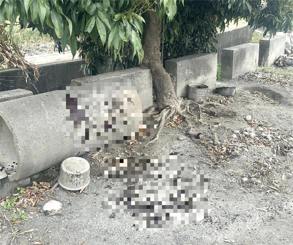 忠犬為守護蒜頭田!遭小偷「割喉殺害」倒血泊 手法殘忍農民崩潰了