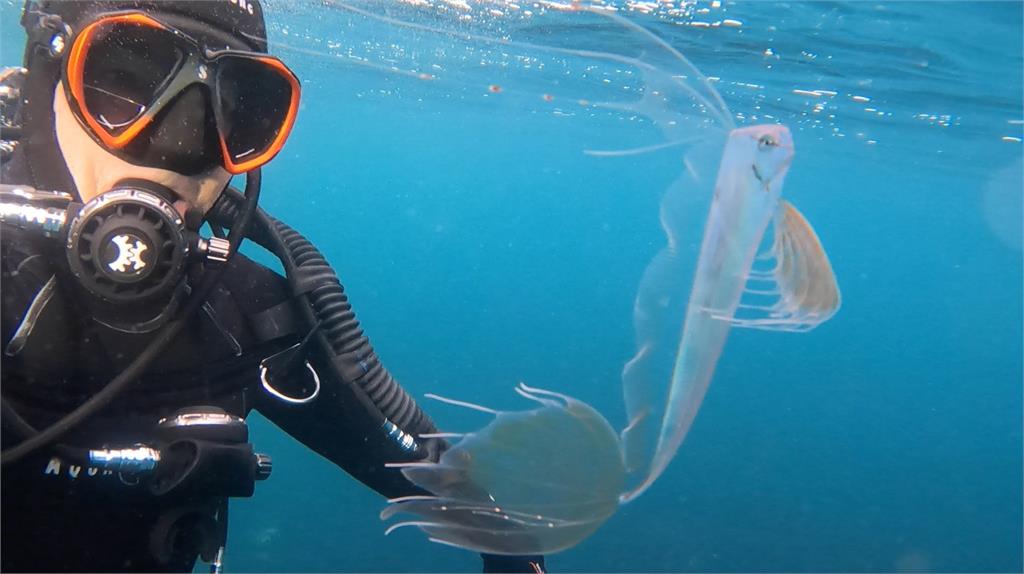 「銀白刀片狀」深海怪魚現4.6米淺水灣！專家揭真名、習性與古老傳說