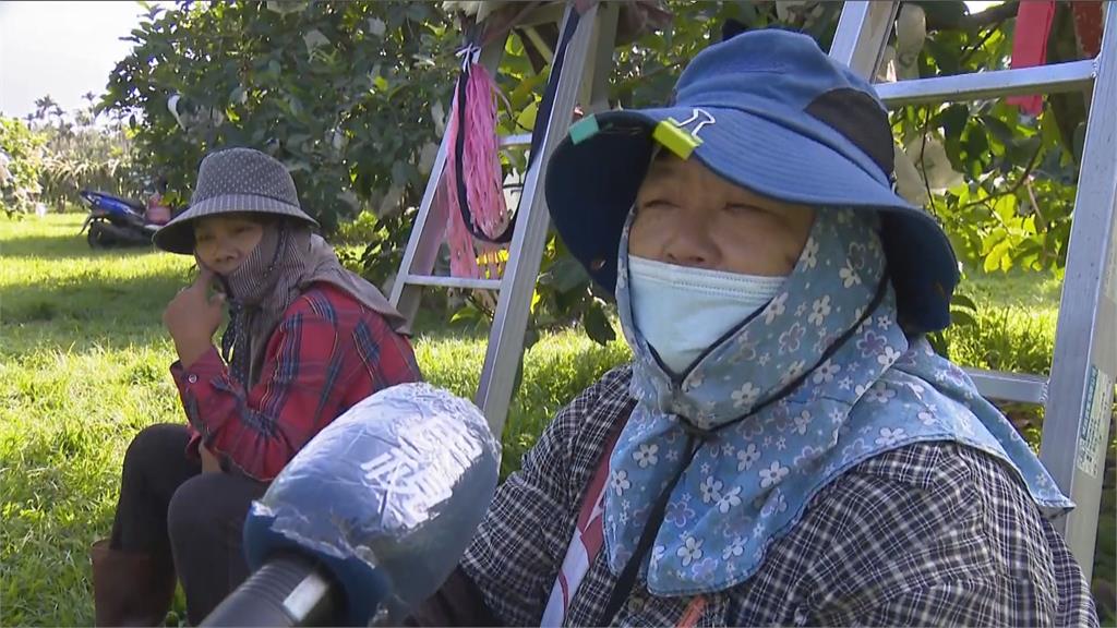 補助資材卻限農會購買? 果農質疑圖利特定廠商