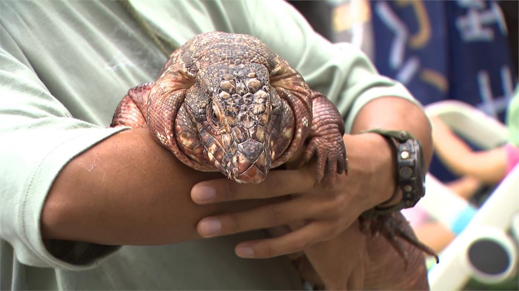 上千人為野生動物而走　動保團體訴求管理流浪犬貓