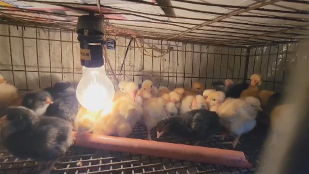 彰化孵蛋場火警上千小雞被燒死　兩年前燒過一次！疑照燈取暖電線走火