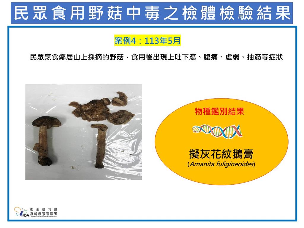 快新聞/注意!「這毒菇」廣泛分布台灣易誤食 食藥署提醒:應遵守「4字原則」